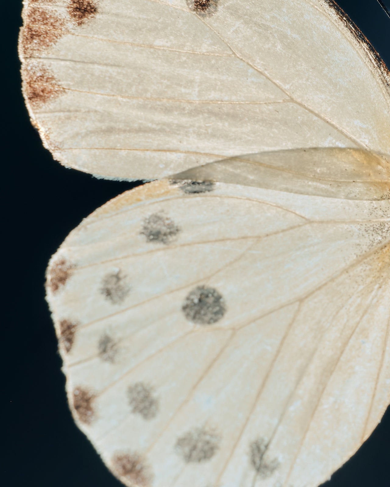 The Gut–Hormone Connection: Why Balancing One Means Healing Both